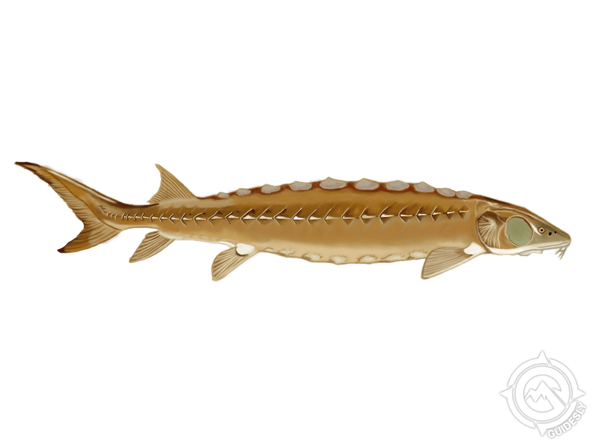 Shortnose Sturgeon